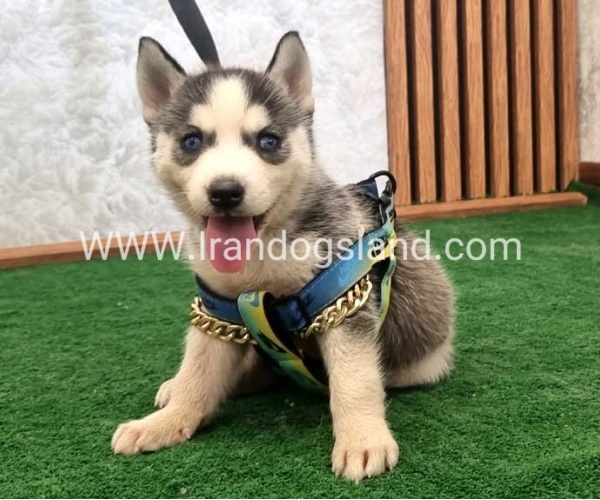 twlh-hasky-husky-456_6