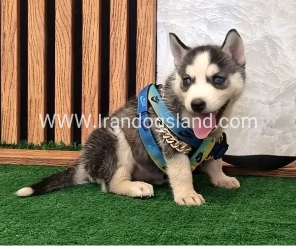 twlh-hasky-husky-456_7