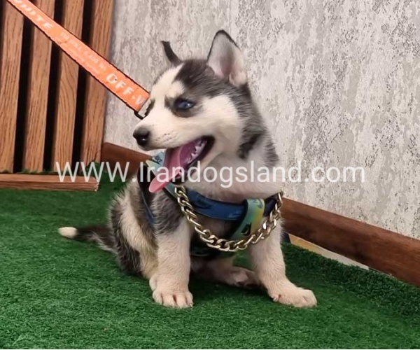 twlh-hasky-husky-456_9