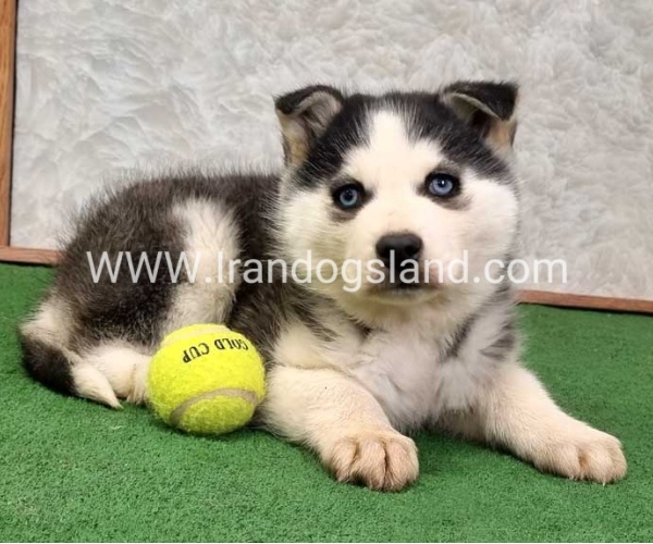 توله هاسکی پشت مشکی - H375