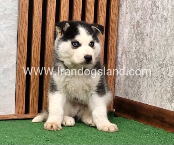 توله هاسکی پشت مشکی - H375