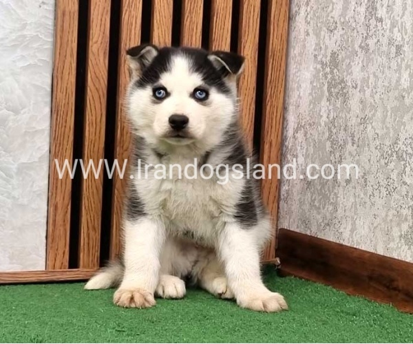 توله هاسکی پشت مشکی - H375