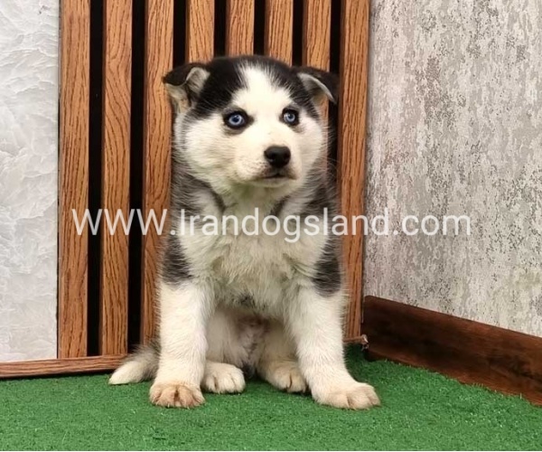 توله هاسکی پشت مشکی - H375