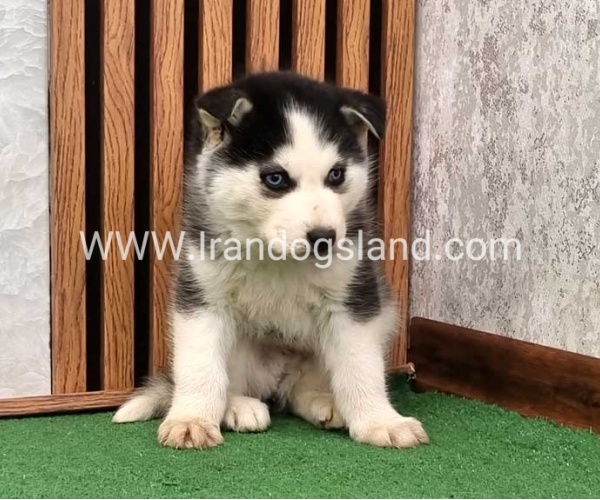 توله هاسکی پشت مشکی - H375