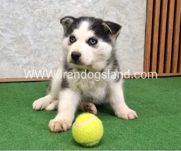 توله هاسکی پشت مشکی - H375