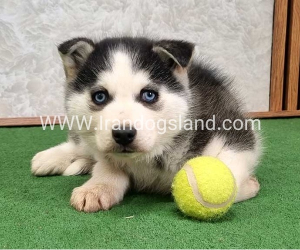 توله هاسکی پشت مشکی - H375