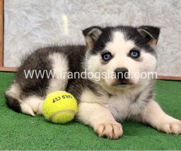 توله هاسکی پشت مشکی - H375