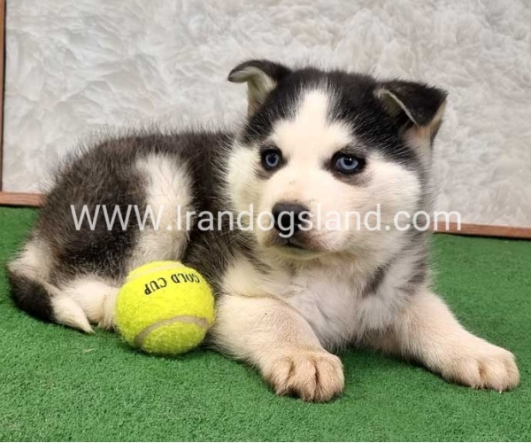 توله هاسکی پشت مشکی - H375