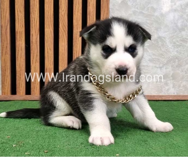 twlh-hasky-husky-460_1