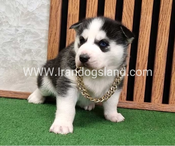 twlh-hasky-husky-460_2