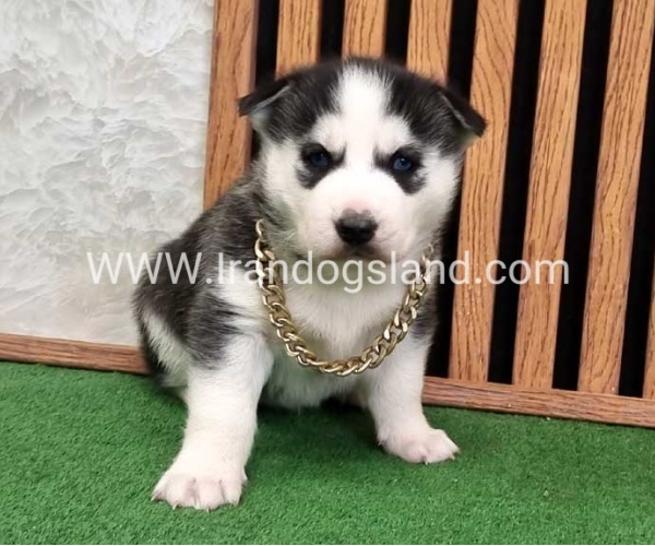 twlh-hasky-husky-460_3