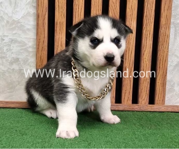 twlh-hasky-husky-460_4