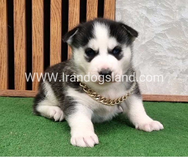 twlh-hasky-husky-460_6