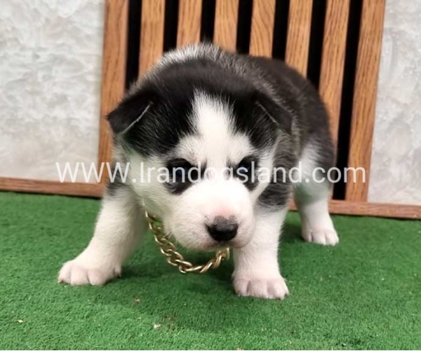 twlh-hasky-husky-460_7