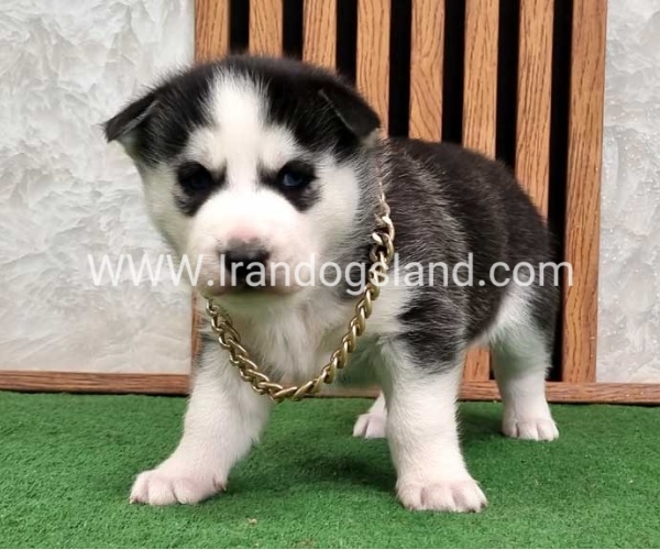 twlh-hasky-husky-460_8