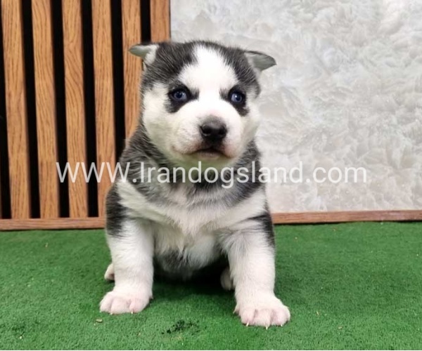 twlh-hasky-husky-461_1