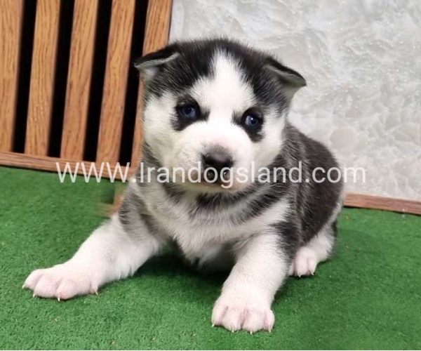 twlh-hasky-husky-461_2