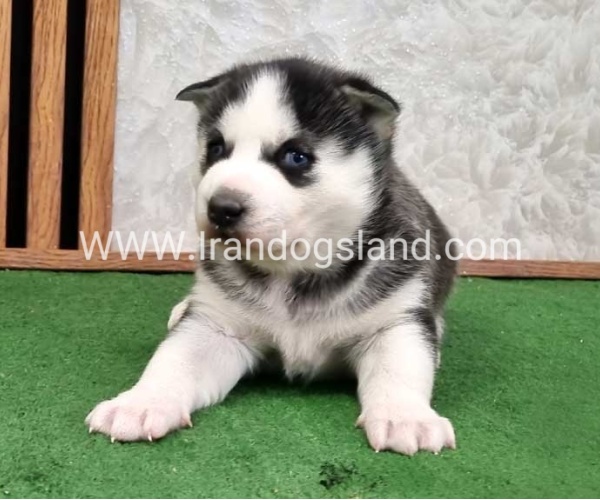 twlh-hasky-husky-461_3