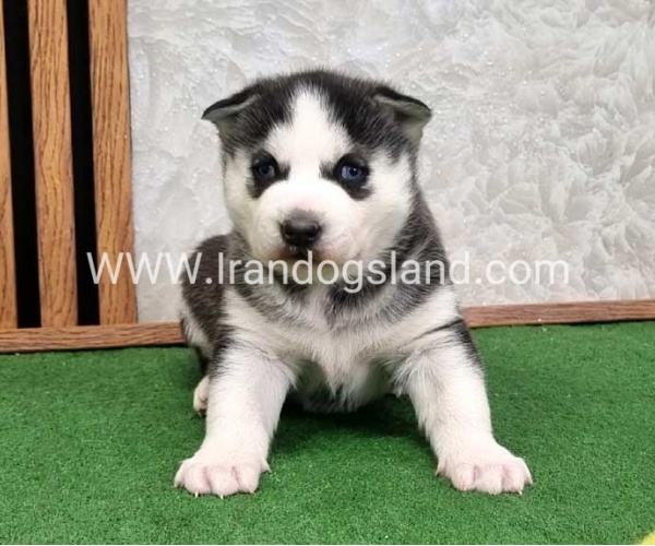 twlh-hasky-husky-461_5