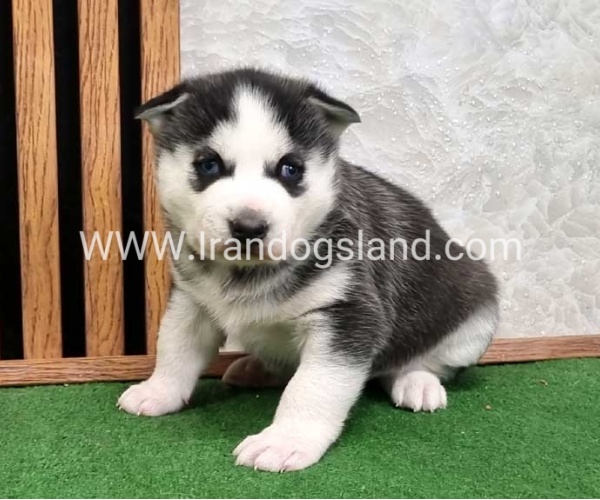 twlh-hasky-husky-461_6