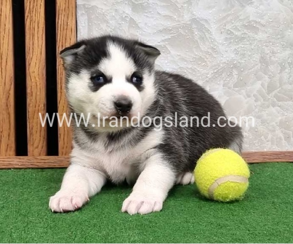 twlh-hasky-husky-461_7