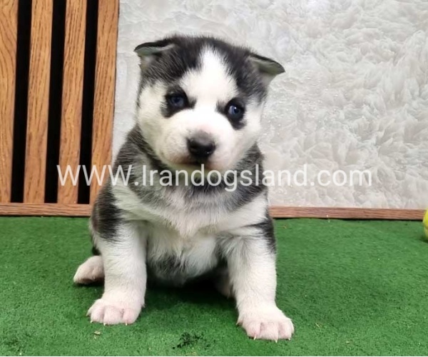 twlh-hasky-husky-461_9