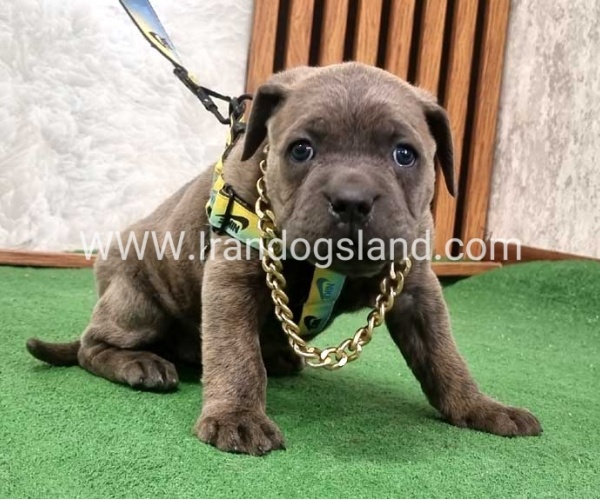 twlh-kyn-kwrsw-cain-corso-67_1