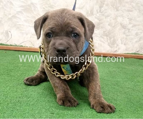 twlh-kyn-kwrsw-cain-corso-67_10