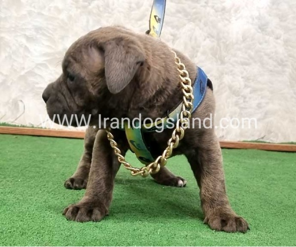 twlh-kyn-kwrsw-cain-corso-67_11