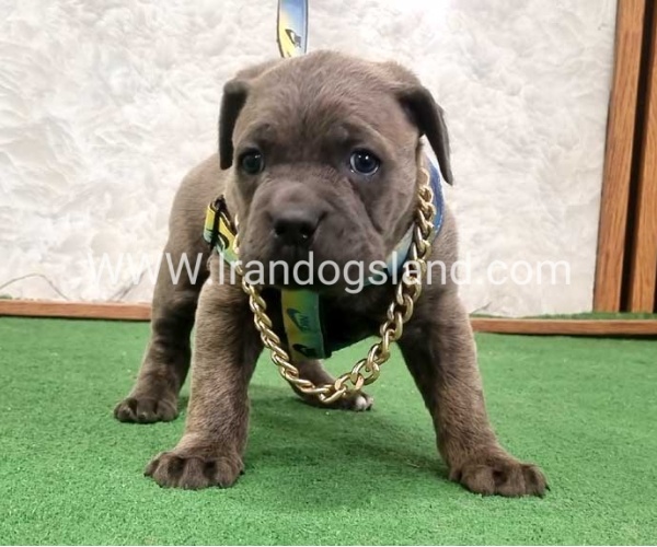 twlh-kyn-kwrsw-cain-corso-67_12