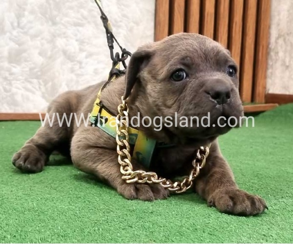 twlh-kyn-kwrsw-cain-corso-67_13