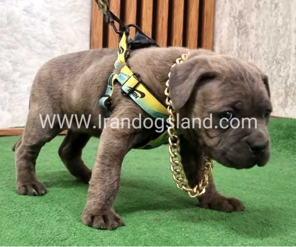 twlh-kyn-kwrsw-cain-corso-67_14