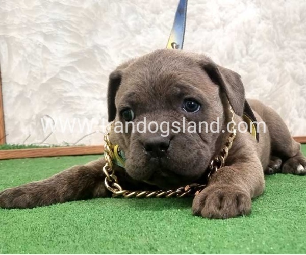 twlh-kyn-kwrsw-cain-corso-67_2