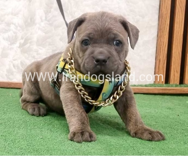 twlh-kyn-kwrsw-cain-corso-67_3