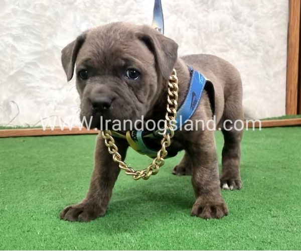 twlh-kyn-kwrsw-cain-corso-67_4