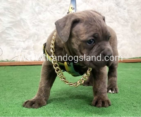 twlh-kyn-kwrsw-cain-corso-67_5