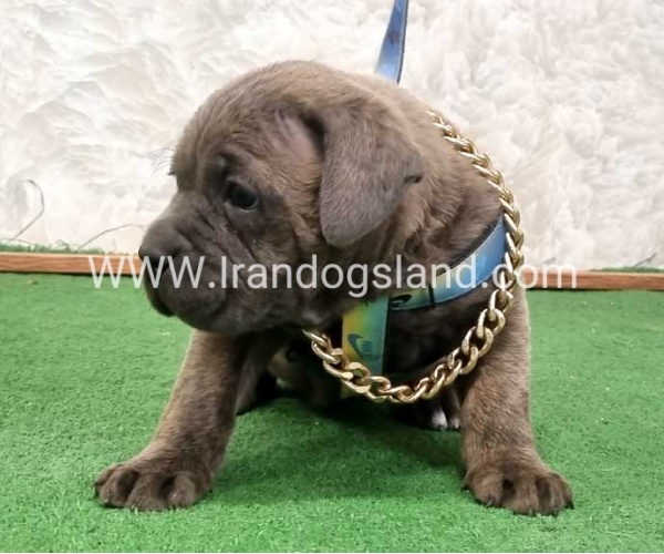 twlh-kyn-kwrsw-cain-corso-67_6