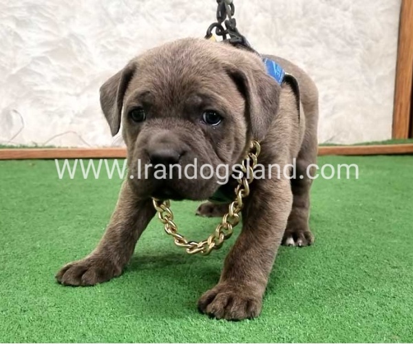 twlh-kyn-kwrsw-cain-corso-67_7