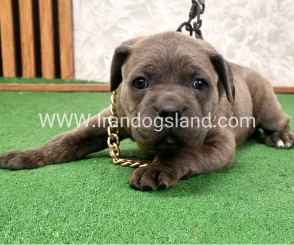 twlh-kyn-kwrsw-cain-corso-67_8