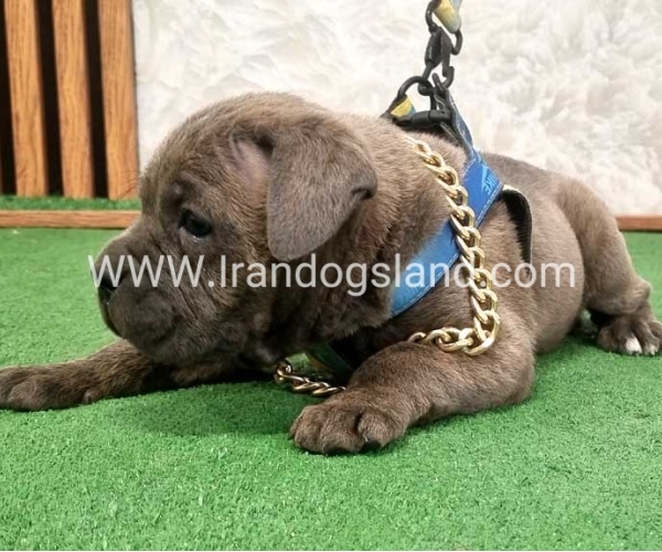 twlh-kyn-kwrsw-cain-corso-67_9