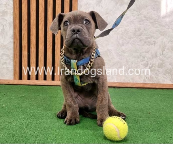 twlh-kyn-kwrsw-cain-corso-68_1