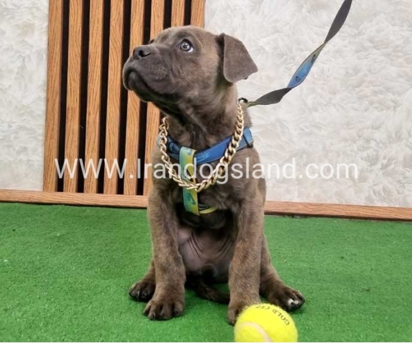 twlh-kyn-kwrsw-cain-corso-68_10