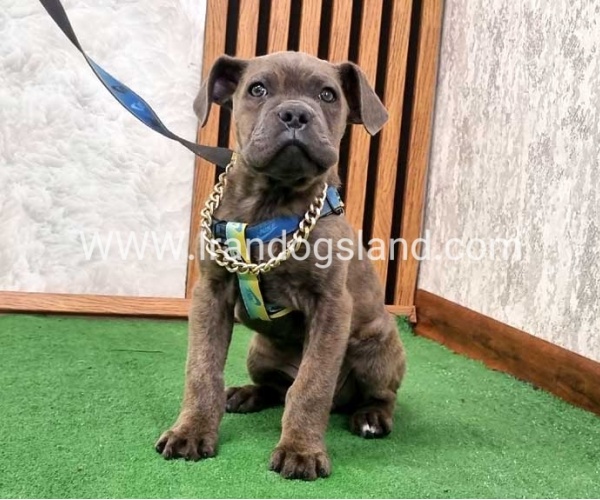 twlh-kyn-kwrsw-cain-corso-68_2