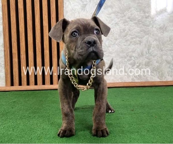 twlh-kyn-kwrsw-cain-corso-68_3