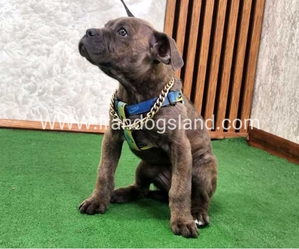 twlh-kyn-kwrsw-cain-corso-68_4