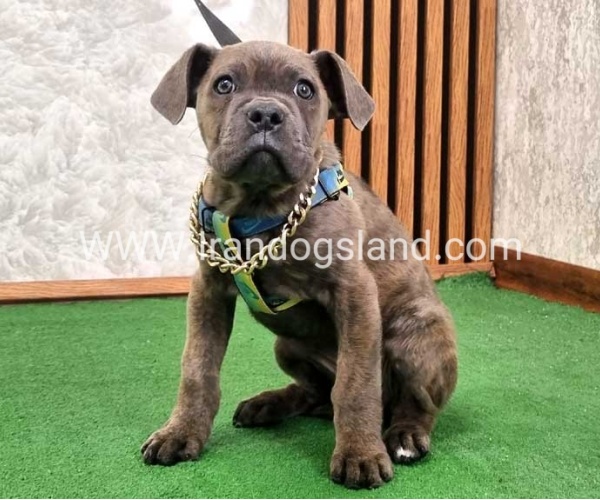 twlh-kyn-kwrsw-cain-corso-68_6