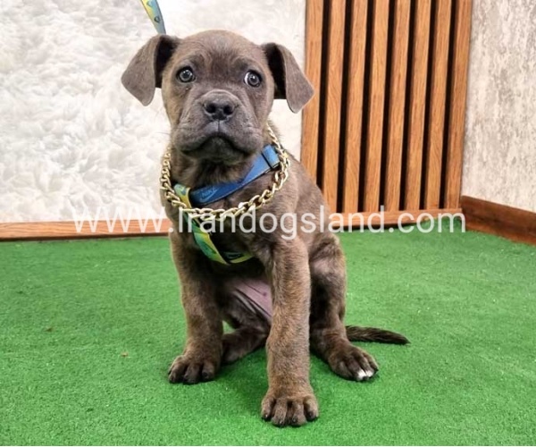 twlh-kyn-kwrsw-cain-corso-68_7