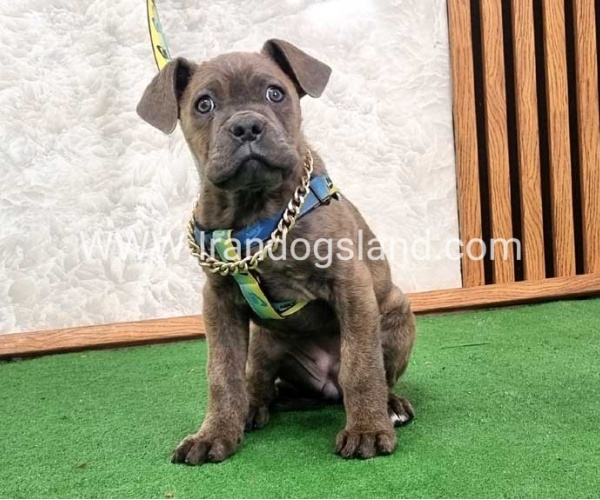 twlh-kyn-kwrsw-cain-corso-68_8