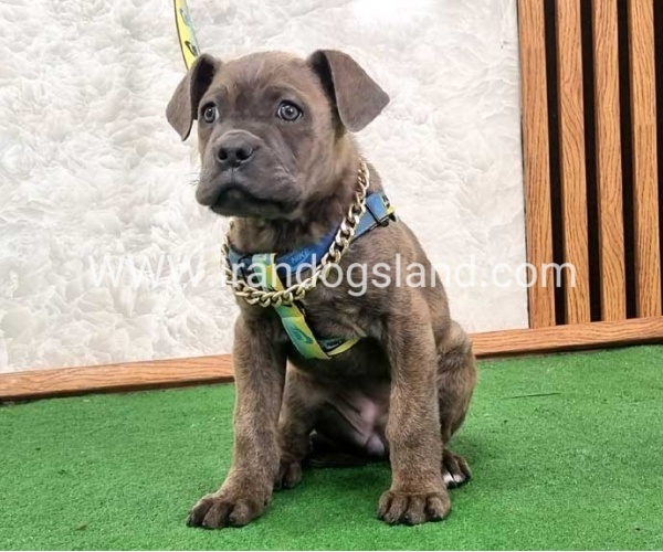 twlh-kyn-kwrsw-cain-corso-68_9