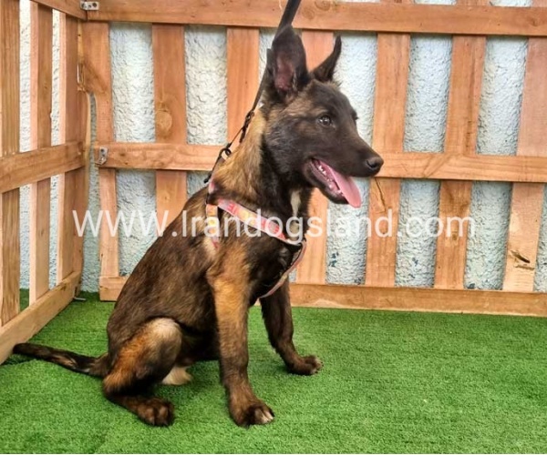 twlh-malynwyz-malinois-177_2_1500716539